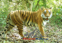 Fear grows as tiger population doubles