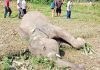 Shrinking habitat fuels human-elephant conflict