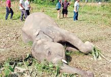 Shrinking habitat fuels human-elephant conflict